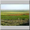 Fields of Moab, south of Arnon with Ruth.jpg